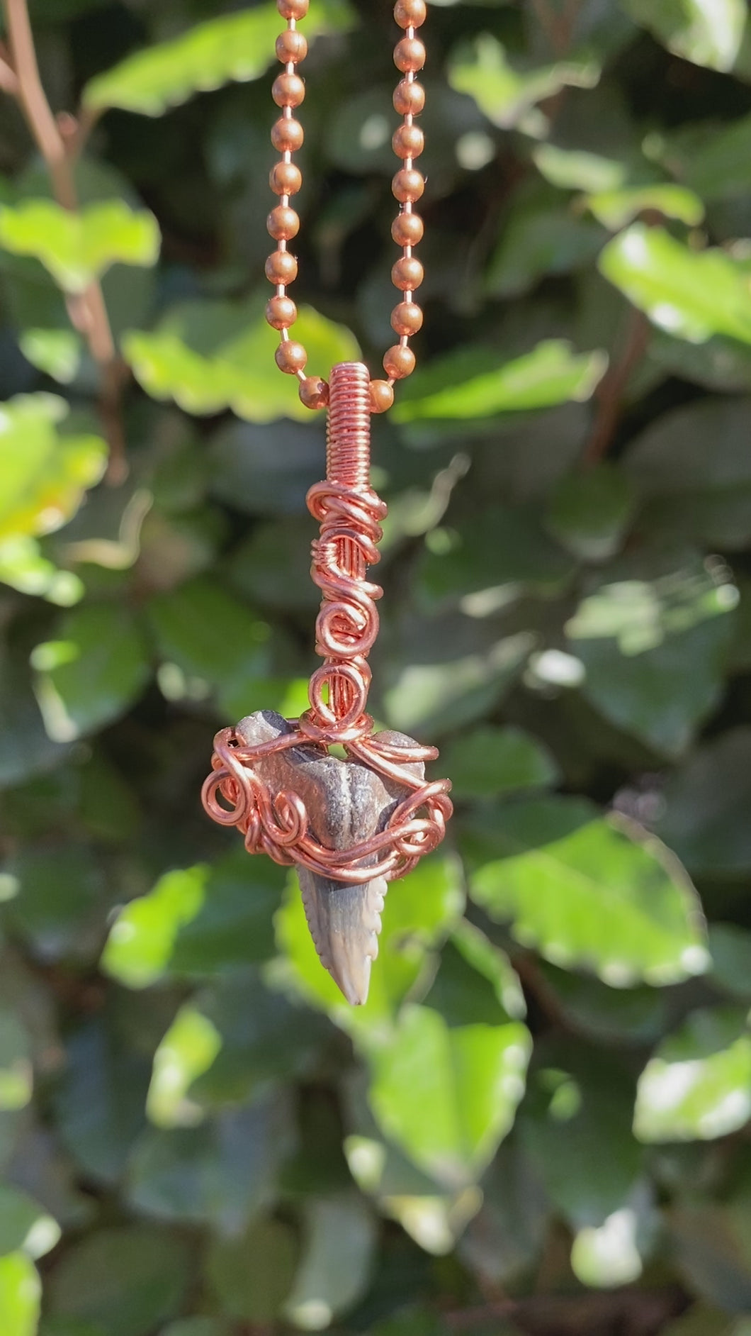 Megalodon Shark Tooth